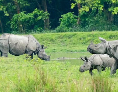 Kaziranga Banner