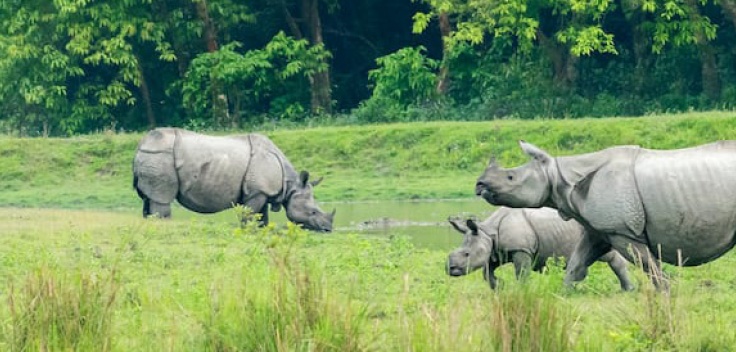 Kaziranga Banner